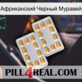 Африканский Черный Муравей cialis4